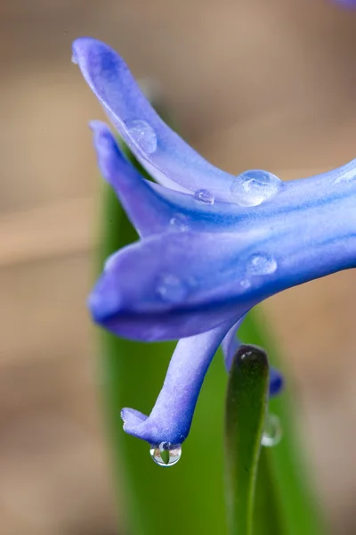 Sidoutsikt Hyacint Blomma Med Vatten Droppar Det — Stockfoto