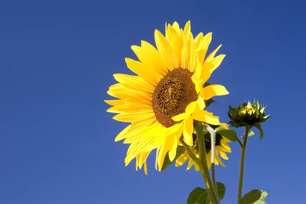 Leuchtend Gelbe Sonnenblume Vor Blauem Himmel — Stockfoto