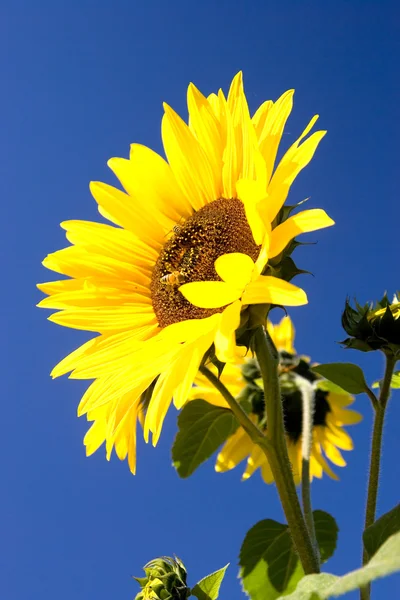 Leuchtend Gelbe Sonnenblume Vor Blauem Himmel — Stockfoto