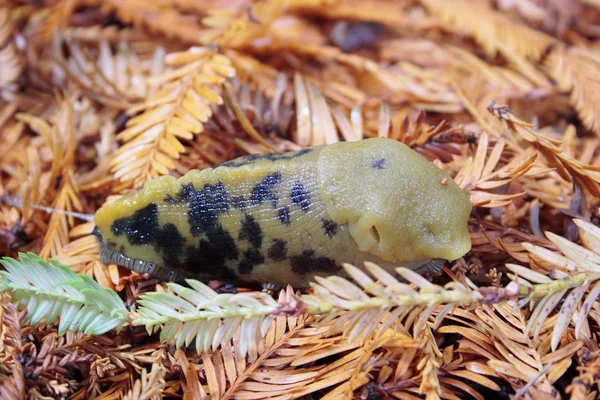 Banana slug on the forest floor. — Stock Photo, Image