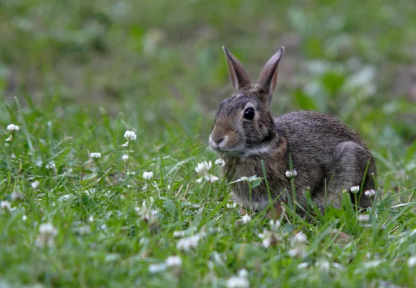 Kaninchen fressen Gras. — Stockfoto