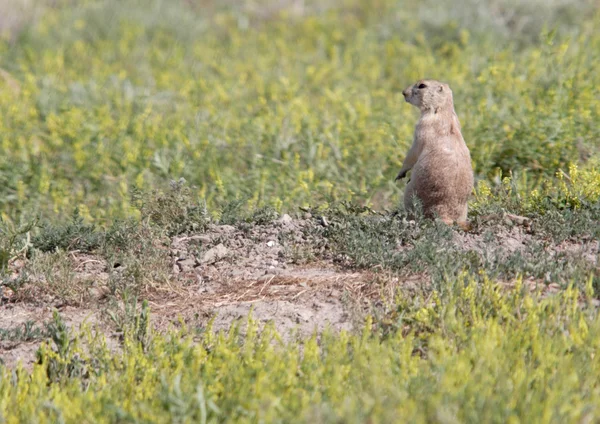 Small Alert Prairie Dog — Stock Photo, Image