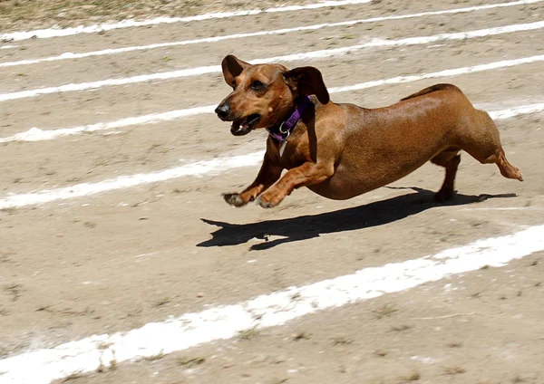 stock image Weiner dog race.