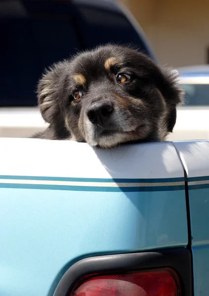 Hond in een vrachtwagen. — Stockfoto