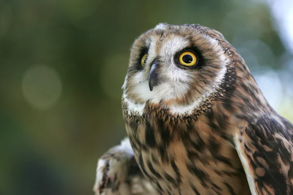 Een Korte Eared Owl Gevangenschap Gehouden — Stockfoto