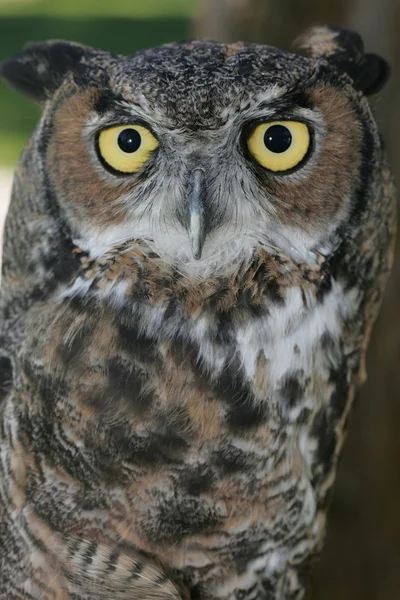 Great Horned Owl. — Stockfoto