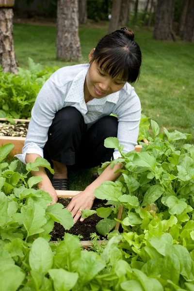 아시아 여자는 그녀의 정원에서 — 스톡 사진