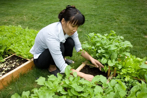 Азиатская Женщина Работает Своем Саду — стоковое фото