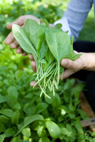 Holding Freshly Picked Spinach Raised Garden — Stock Photo, Image