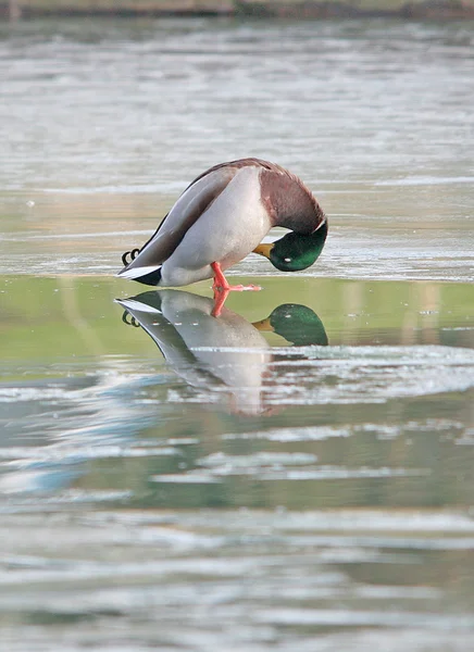 绿头鸭在结冰的湖面上. — 图库照片