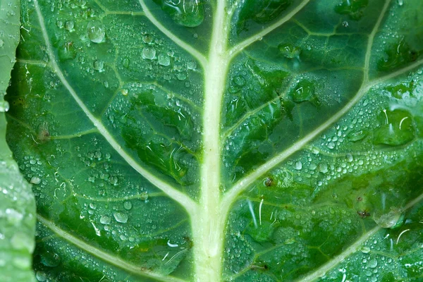 Wet collard green. — Stock Photo, Image
