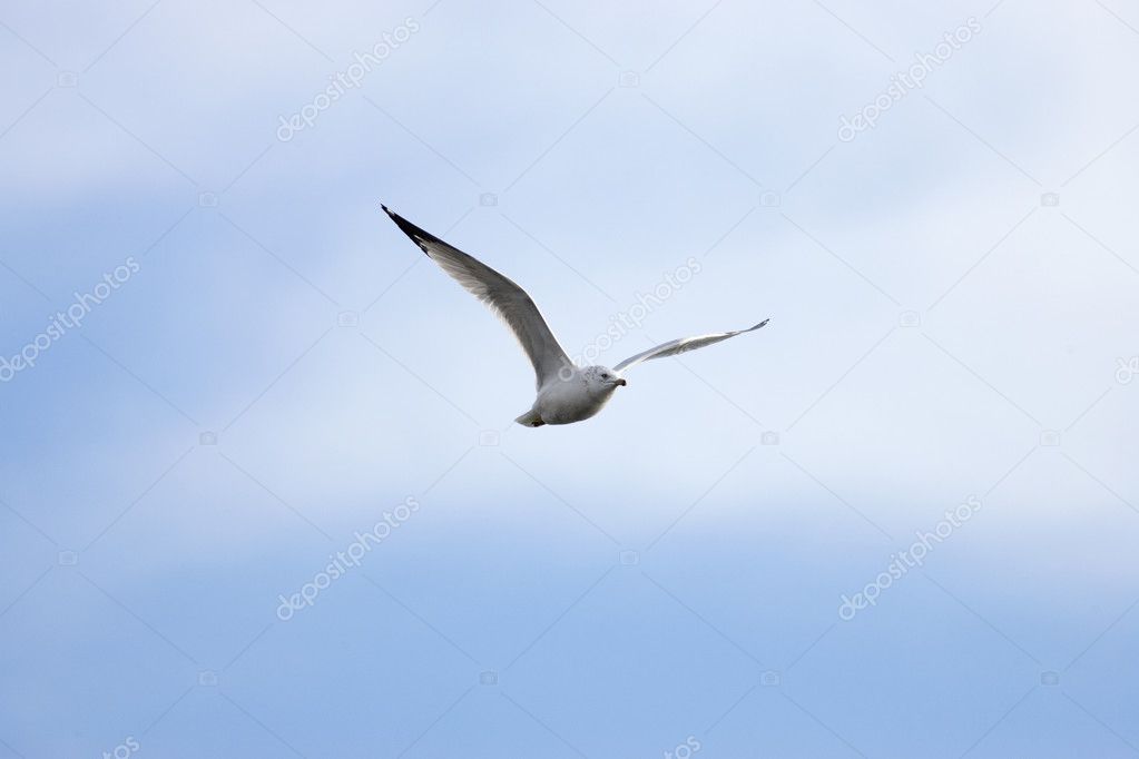A seagull is soaring up high in the sky.