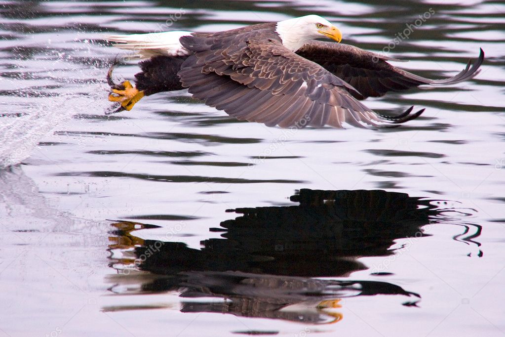 A bald eagle flies off after catching a fish.