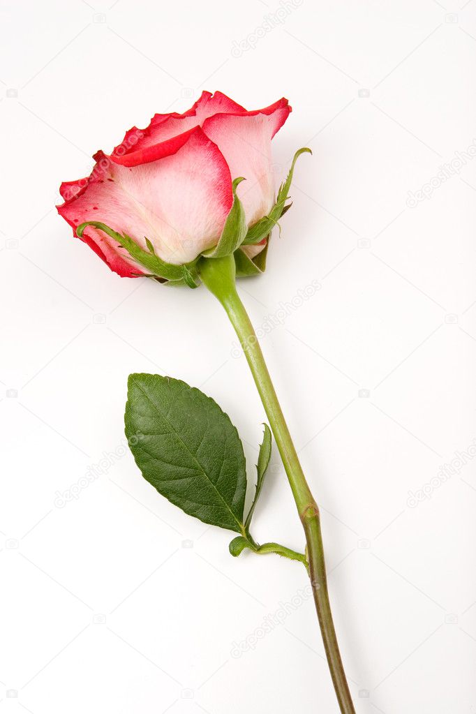 Rose with stem on white background.