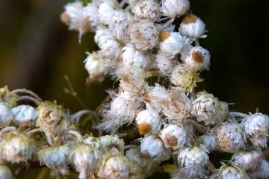 pearly everlastings oluşan bir küme.