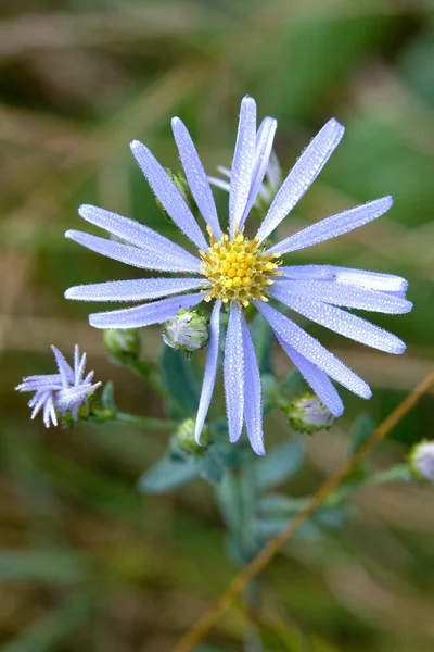 Eine Lila Alpenasterblume — Stockfoto