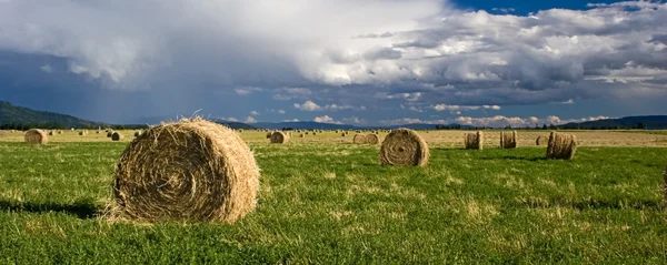 Ett panorama av hö i ett fält. — Stockfoto
