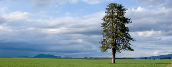 Πανόραμα του ένα δέντρο στο πεδίο. — Φωτογραφία Αρχείου