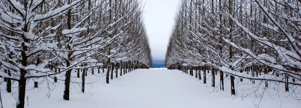 Satır kar kaplı ağaçlar. — Stok fotoğraf