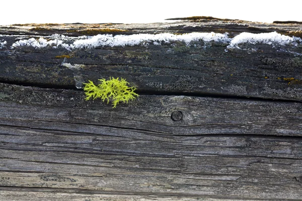 Mos groeit in houten post. — Stockfoto