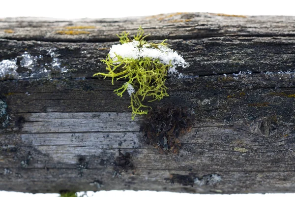 Sneeuw overdekte moss. — Stockfoto