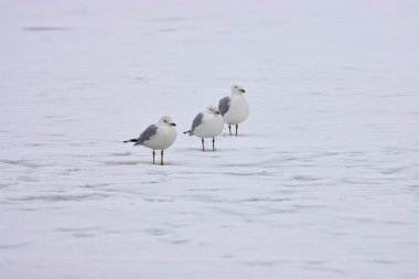 martı buz üzerinde Flock.