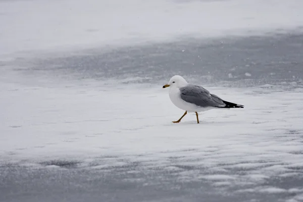 Gabbiano cammina sul ghiaccio . — Foto Stock