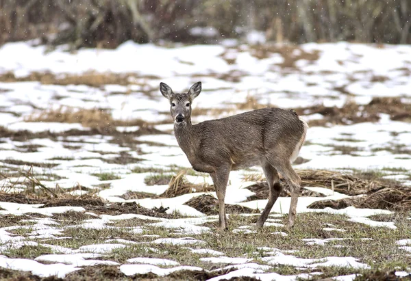 Deer in field. — Stock Photo, Image