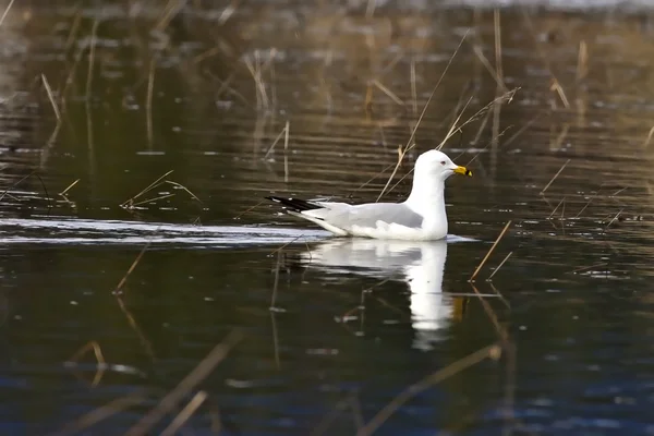 Herring gull in water. — Stock Photo, Image