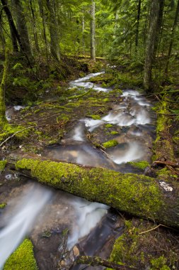 Stream runs through forest. clipart