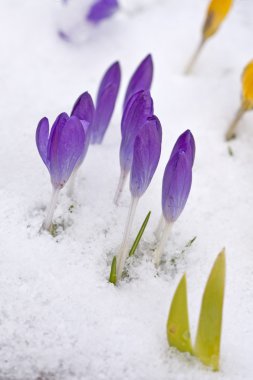 Cluster of purple crocuses. clipart