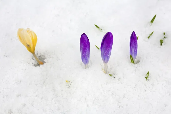 Trois crocus violets et un crocus jaune . — Photo