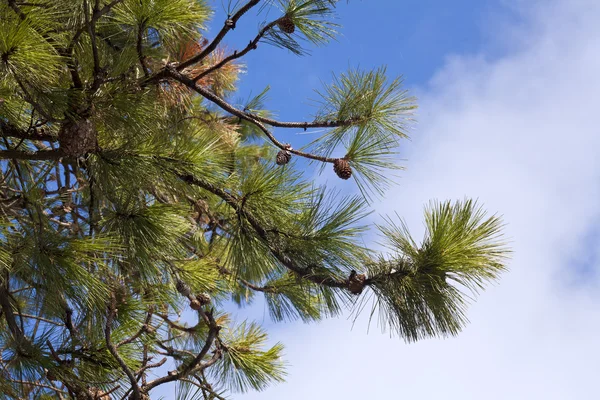 푸른 하늘을 배경으로 한 소나무. — 스톡 사진