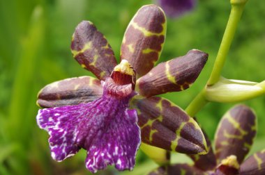 Orchid Flower - Zygopetalum Sp. clipart