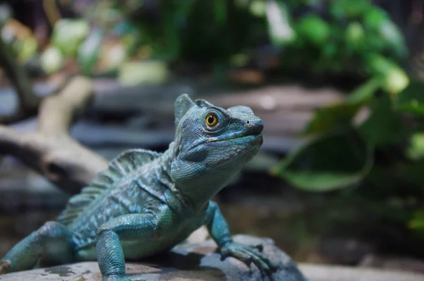 stock image Iguana looking