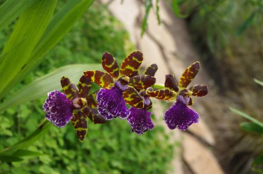 zygopetalum görünümünü kanca sp. orkide çiçek