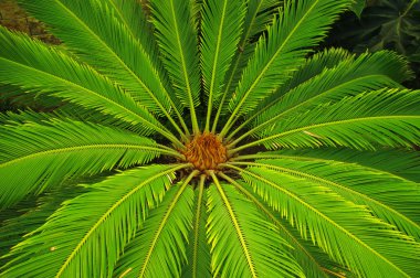 Cycas revoluta (sago cycad) clipart