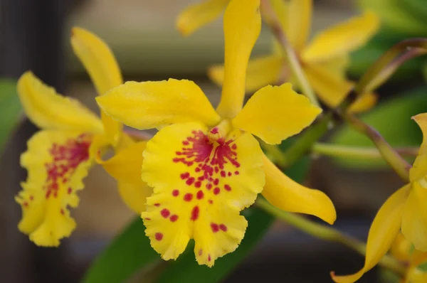 Sw. orchidea storczyk żółty kwiat — Zdjęcie stockowe