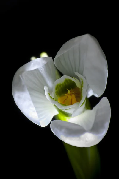 Schneeglöckchen blühen — Stockfoto