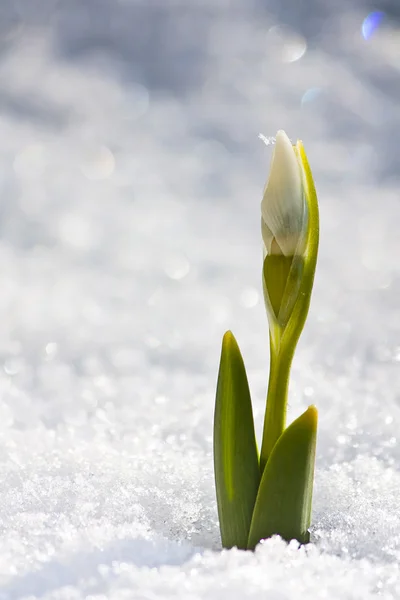 stock image The first snow drop of the year poking through a light snowfall