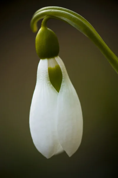 stock image Single snow drop