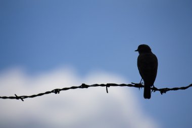 Bird on a wire clipart