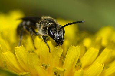 Wasp having lunch clipart