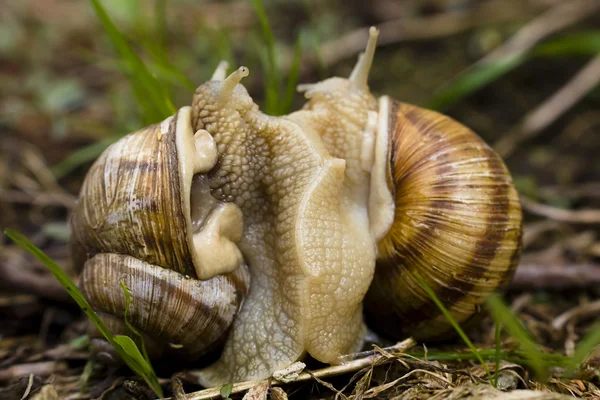 Two Snails Act Mating — Stock Photo, Image