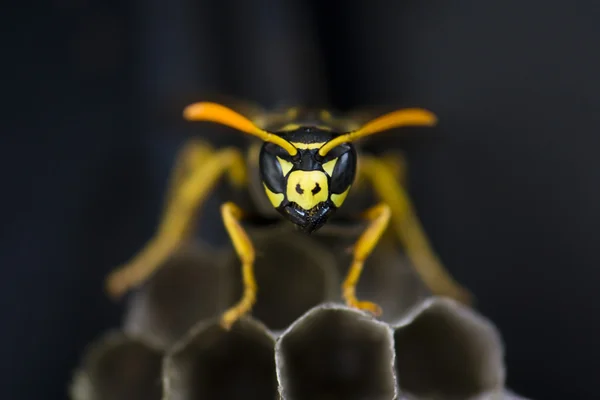 Wespen Schützen Das Nest Aus Nächster Nähe — Stockfoto