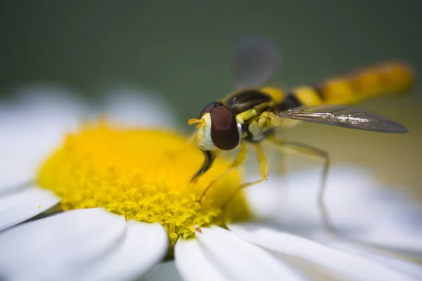 Ett Makro Fotografi Blomflugor Samla Pollen Från Tusensköna — Stockfoto