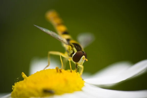 Zweefvliegen en daisy — Stockfoto