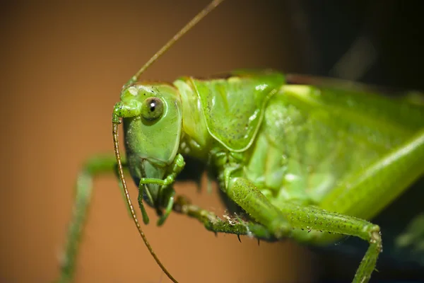 Close Portrait Vibrant Green Cricket Grasshopper — Stock Photo, Image