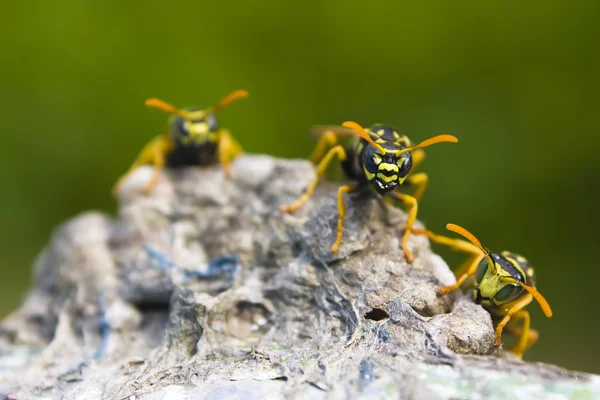 Ochranné wasp — Stock fotografie