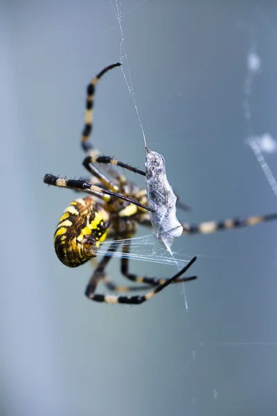 Close Macro Shot Wasp Spider Blue Background — Stock Photo, Image